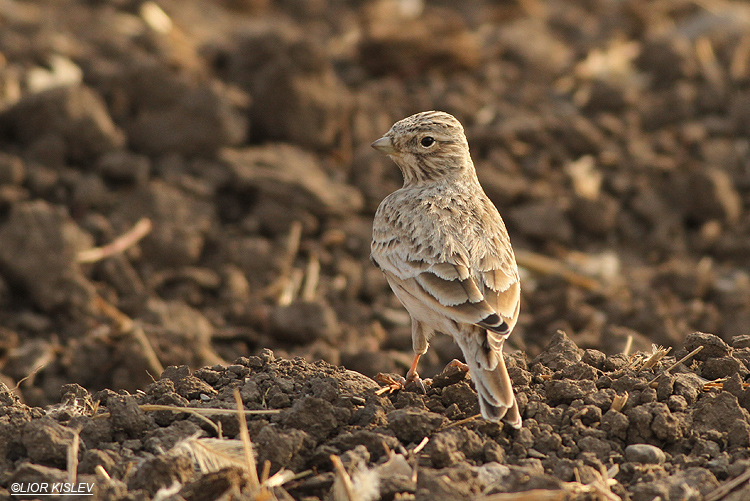 Lesser Short-toed Lark  Calandrella rufescens  , the Btecha( Jordan river delta)November 2013, Lior Kislev